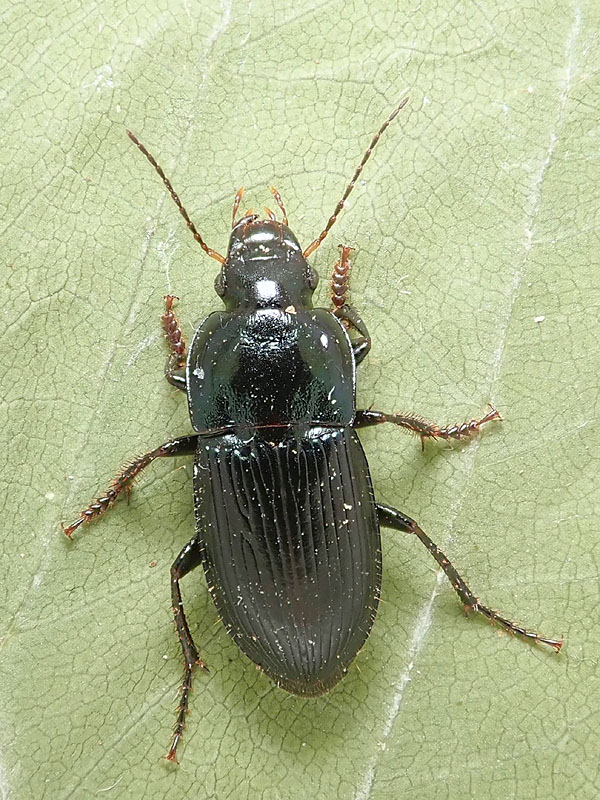 Carabidae: Harpalus anxius ?? No, Harpalus dimidiatus